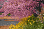 SAKURA_jpg_a.bmp